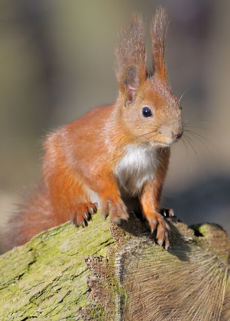 Red forest squirrel playing outdoors.