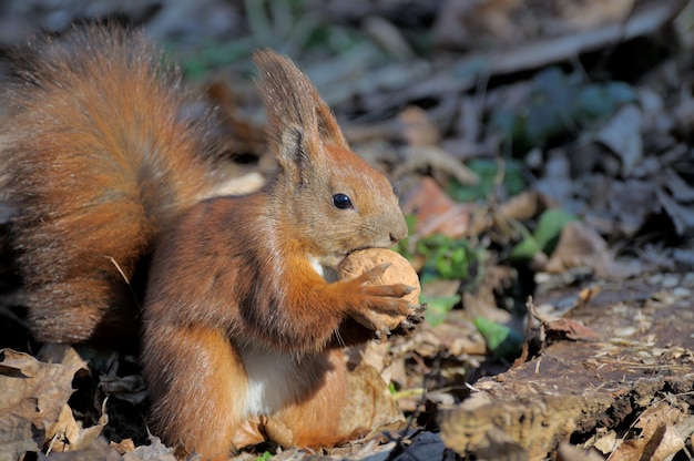 Red forest squirrel playing outdoors.