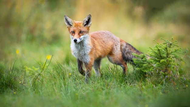 Red fox approaching on a glade with green grass and small spruce tree