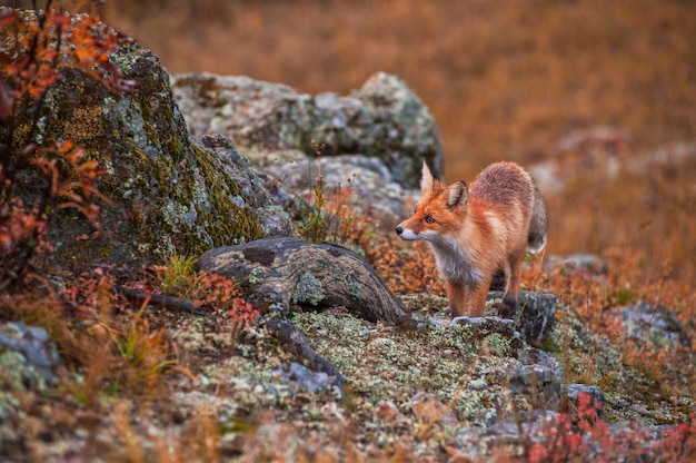 Photo red fox in autumn