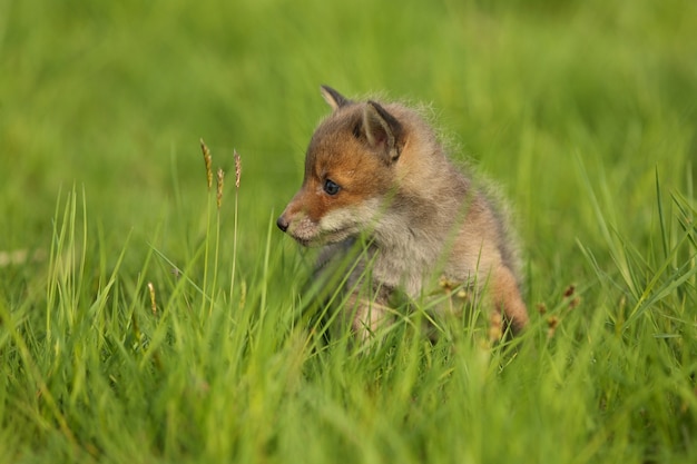 Red fox baby crawls in the grass