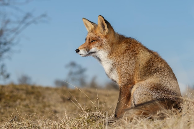 붉은 여우는 자연 서식지에 있는 아름다운 동물입니다.
