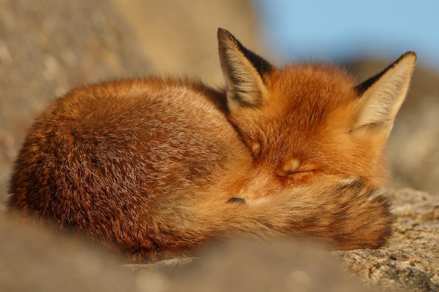 レッド フォックスは、自然の生息地で美しい動物です。