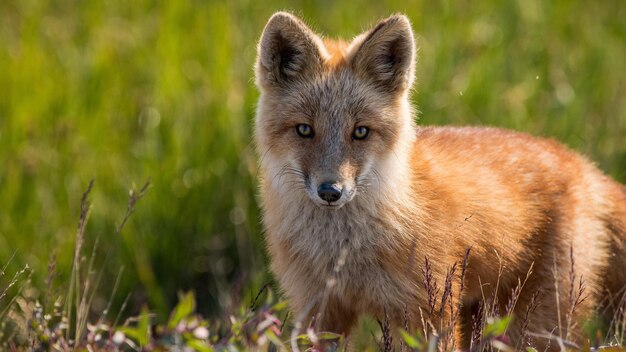 A red fox in a clearing in the forest looks straight