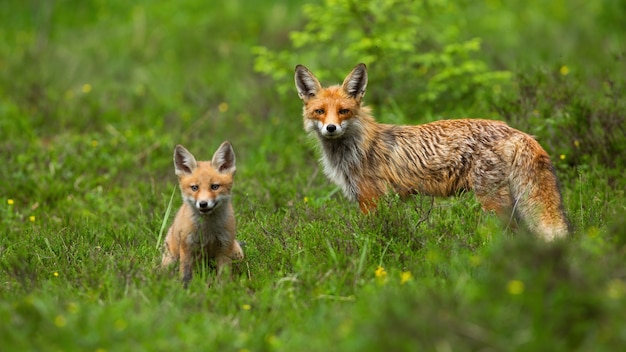 Red fox cub sitting on green meadow with adult standing behind it in springtime