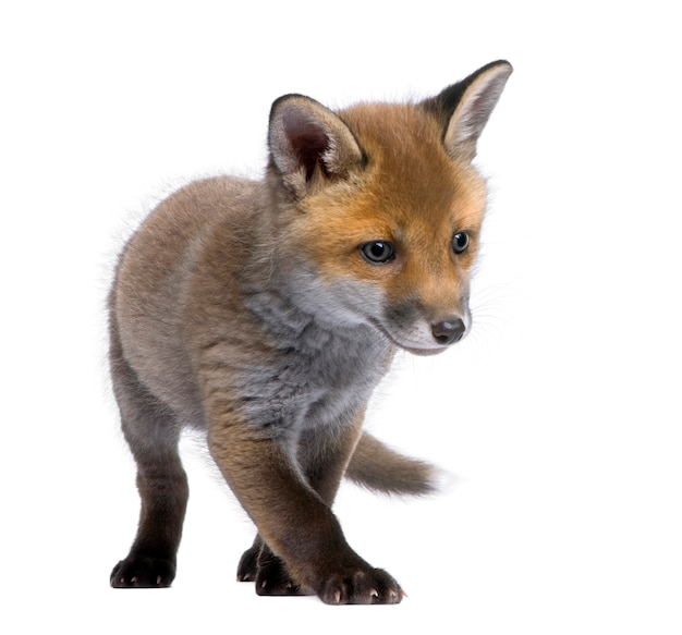 Red fox cub Vulpes vulpes on a white isolated