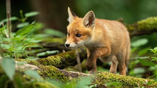 Red fox cub wandelen door lentebos met bemoste takken op de grond.