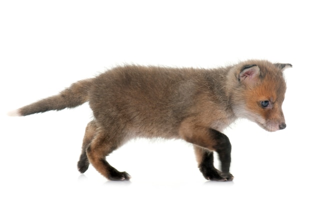 Red fox cub