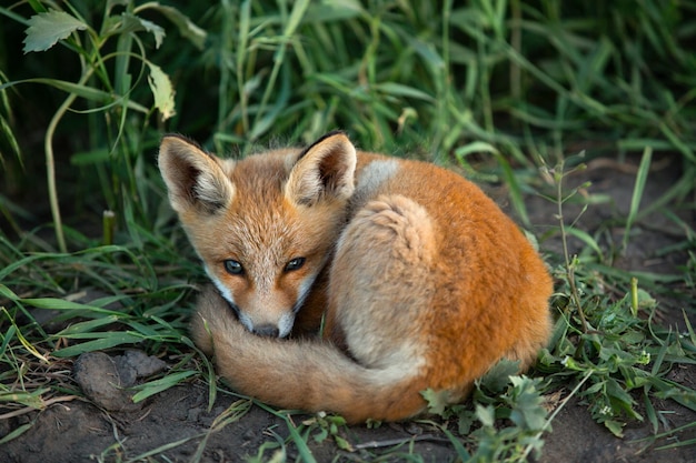 A red fox curled up in a ball on the green grass