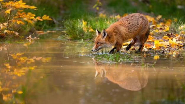 Red fox drinken uit water in kleurrijke herfst natuur