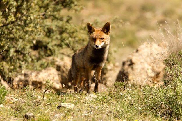 Red fox рано утром, млекопитающие, животные, Vulpes vulpes