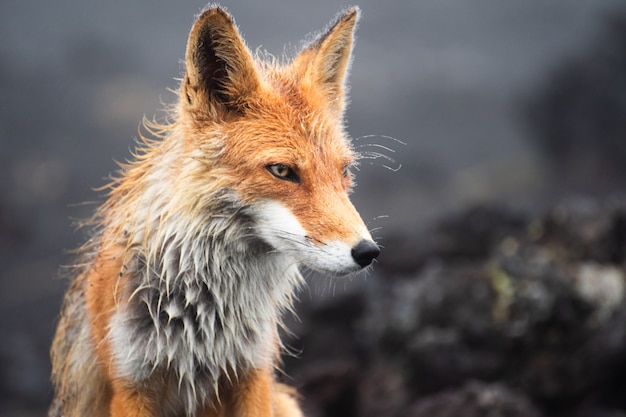 Ред Фокс на опушке леса / Ред Фокс / Ред Фокс (Vulpes Vulpes)