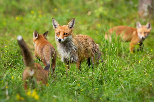 Red fox family with mother and three cubs hunting and playing on a glade