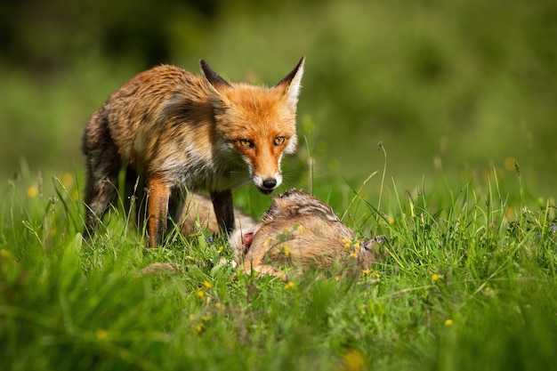 Red fox feeding on vivid meadow in summer sunshine