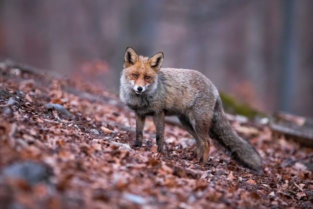 Foto volpe rossa nella foresta coperta da foglie secche