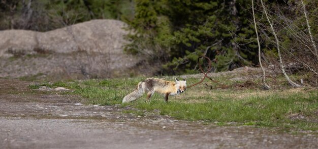 グランドティトン国立公園の森にいるアカギツネ