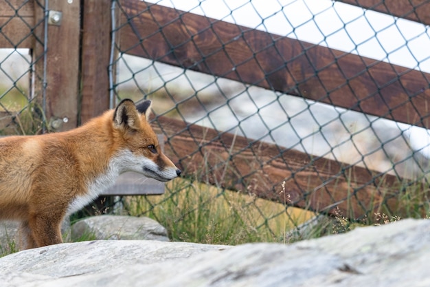 Red Fox in front of mesh fence