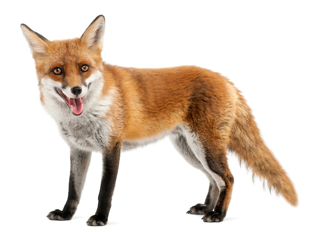 Red Fox geïsoleerd op wit