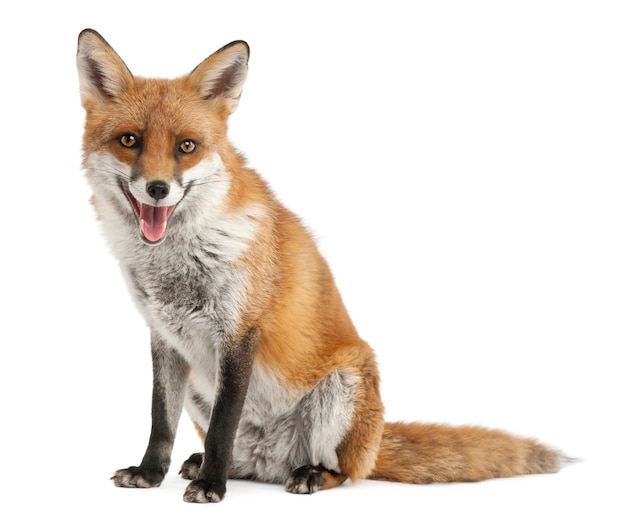 Red Fox geïsoleerd op wit