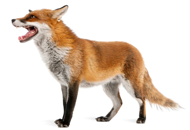 Red Fox geïsoleerd op wit