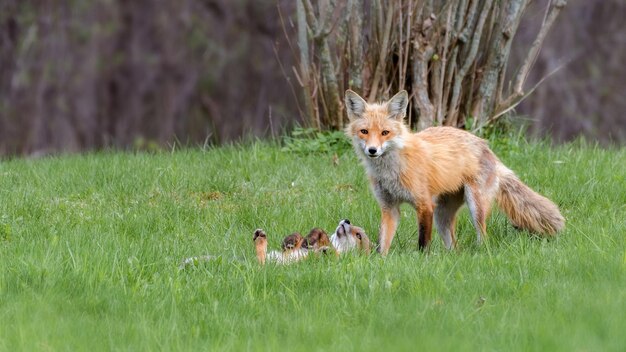 Red fox and her cub in a clearing in the forest