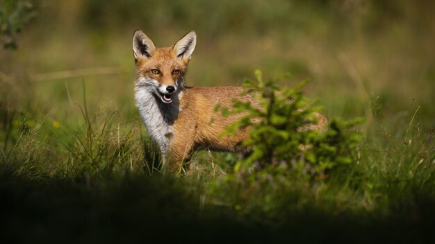Рыжая лисица летом прячется за маленьким зеленым деревцем на поляне. Дикое млекопитающее с оранжевым мехом выглядывает из-за ели, освещенной утренним солнечным светом. Охота на животных-хищников.