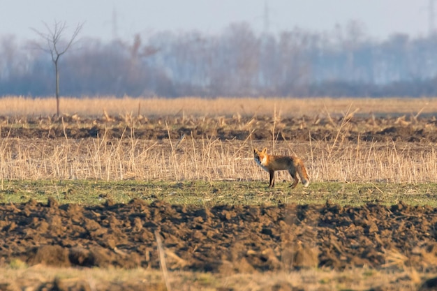 Red Fox in veld, lenteochtend (Vulpes vulpes)