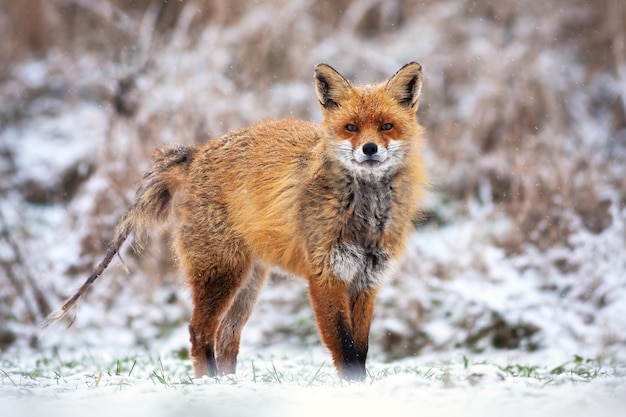 写真 雪の上に立っている冬の尾に毛皮のない毛包虫症に感染したアカギツネ