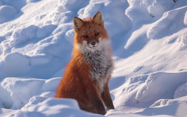 Foto una volpe rossa è nella neve con le parole volpe su di essa