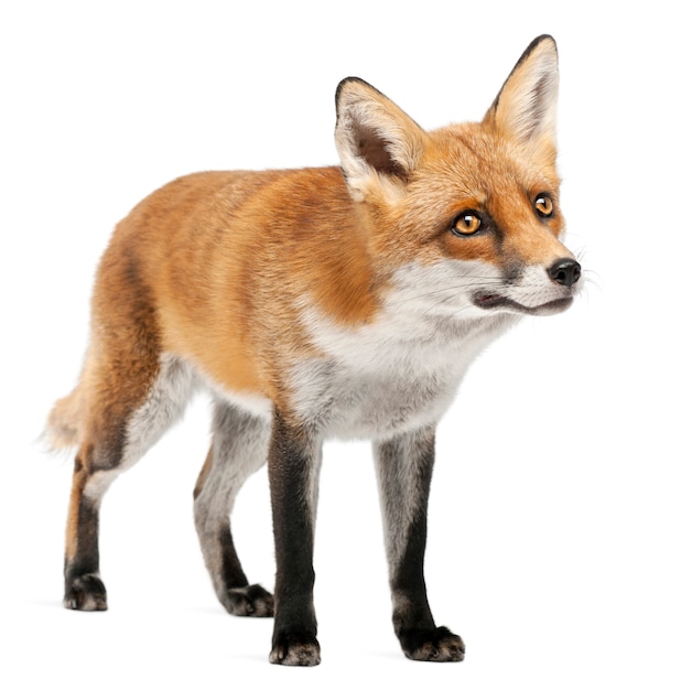 Red Fox, изолированные на белом