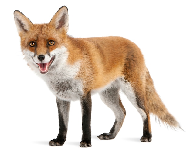 Red Fox isolated on white