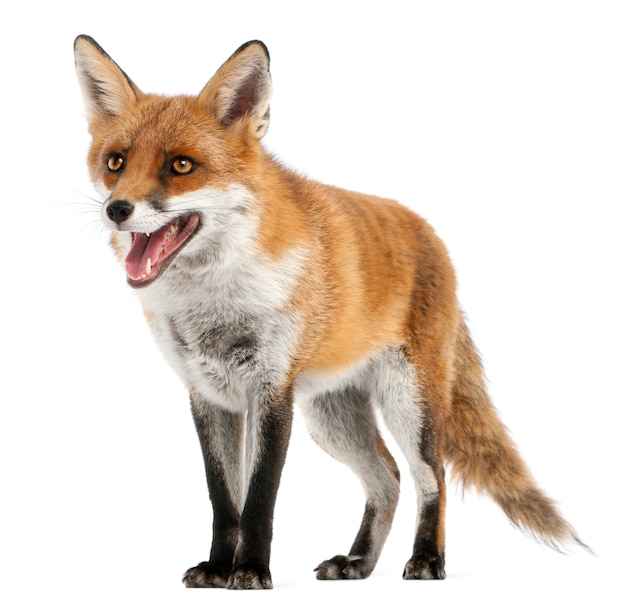 Red Fox isolated on white