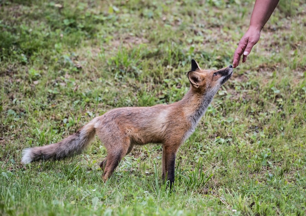 Bambino della volpe rossa che si leva in piedi vicino anche una mano umana.