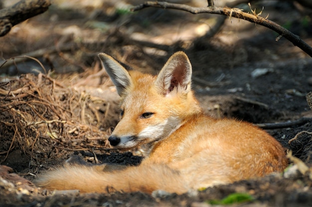 Red fox ligt onder een boom in het bos. Wild natuur.