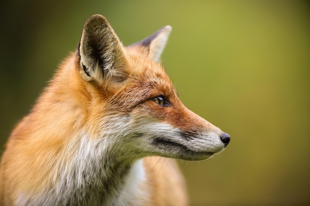 Photo red fox looking aside in summer with blurred background