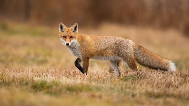 秋の乾いた野原でカメラを見つめるアカギツネ