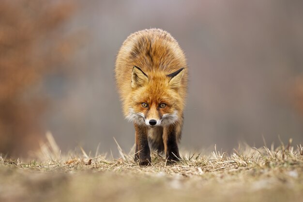 Red fox looking directly on meadow in autumn.