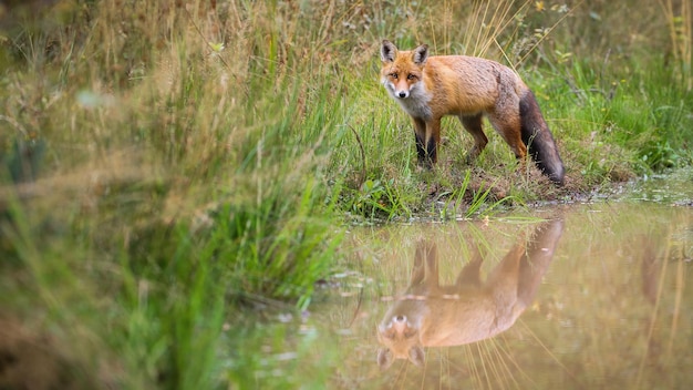 Red fox looking standing near the water with copy space