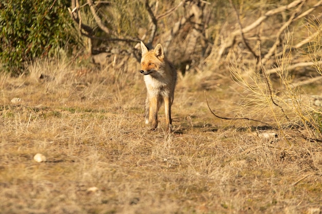 Red Fox в средиземноморском кустарнике с последними огнями зимнего дня