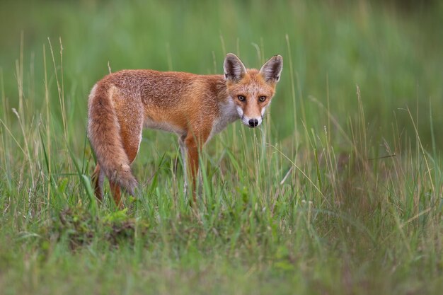 Foto volpe rossa che osserva il prato verde nella natura estiva