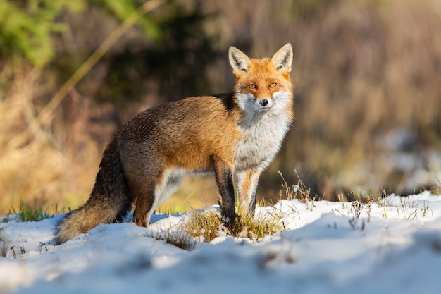 Red fox observing on snowy field in winter nature.