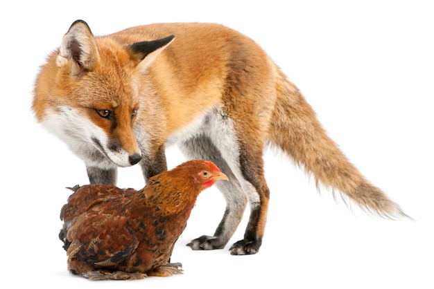 Red fox gioca con una gallina