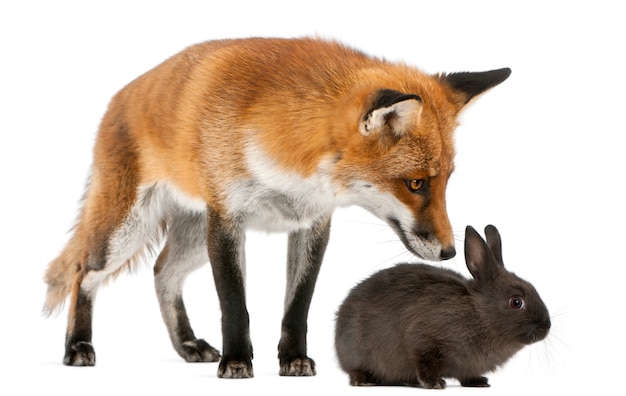 Red Fox playing with a rabbit