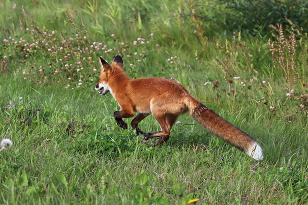 Photo a red fox on the run in a grassy area