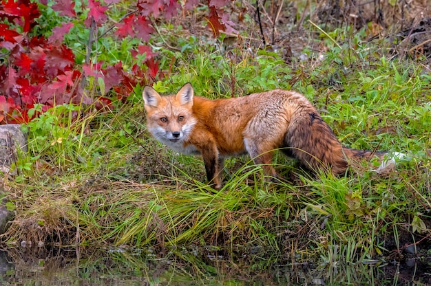 Рыжая лисица на берегу осенью