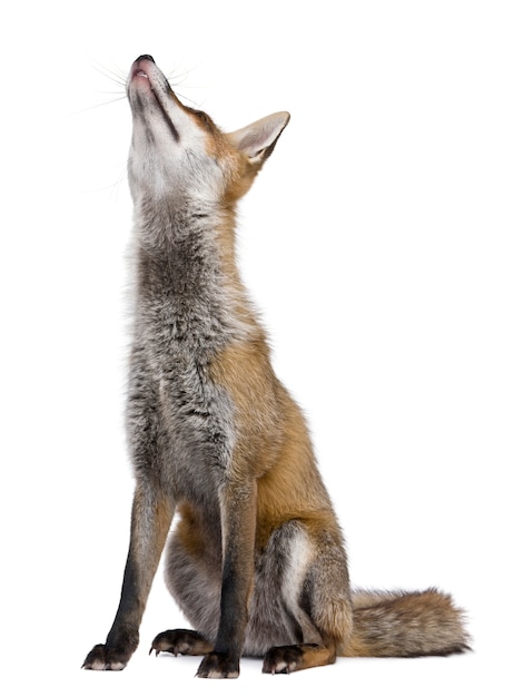 Red Fox, sitting looking up