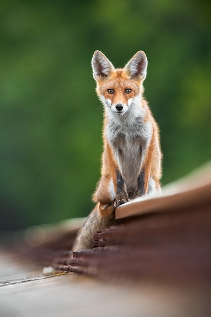 red fox sitting on railway track in summertime