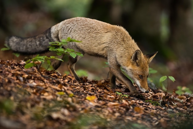 Red fox sniffing on foliage in forest in autumn environment
