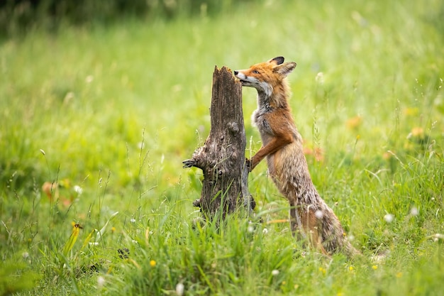 Red fox sniffing stump on meadow in summertime nature