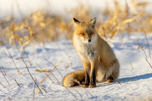 Red fox in a snow-covered winter landscape